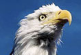 Wildlife is everywhere, including eagles