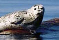 Wildlife is everywhere, including seals