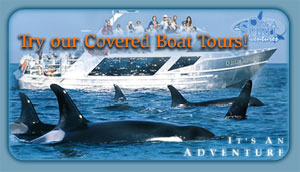 Click here to visit our covered boat tours website